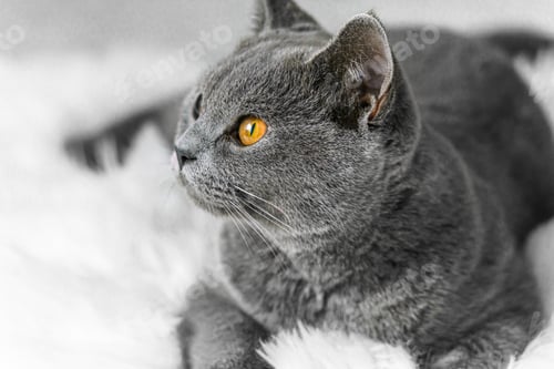 Preview: British cat lies on a white background