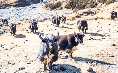 Preview: wild animal Yak