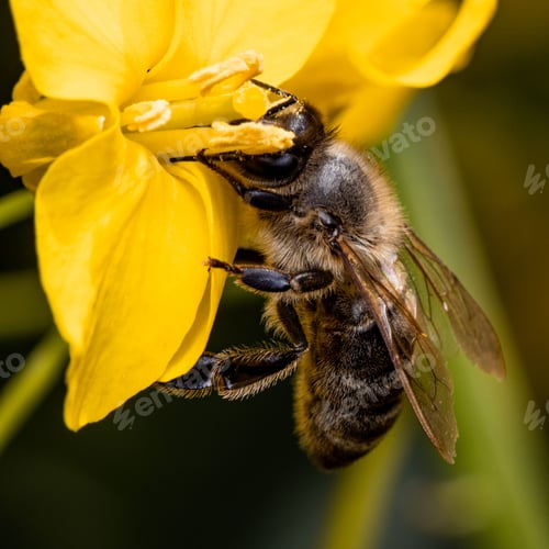 Preview: Macro shot of a European honey bee on a yellow flower. Apis mellifera.