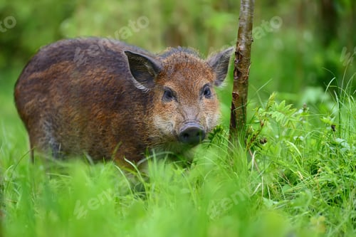 Preview: Wild boar on the forest