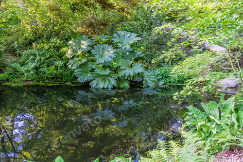 Preview: Foliage Is Reflected In A Pond At The Seattle Arboretum.