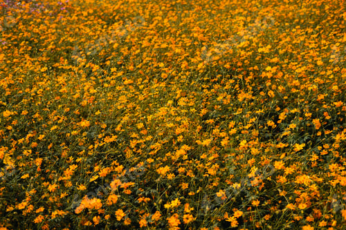Preview: Yellow flowers, yellow flowers background in summer