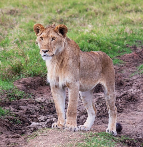 Preview: A Best wildlife vacations in Pictures