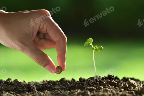 Preview: Young plant and tree