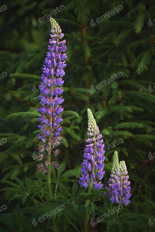 Preview: World of lupines.