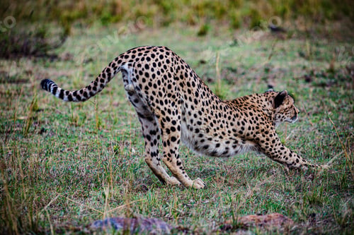 Preview: Cheetah Wildlife Wild Animas Maasai Mara National Game Reserve Kenya