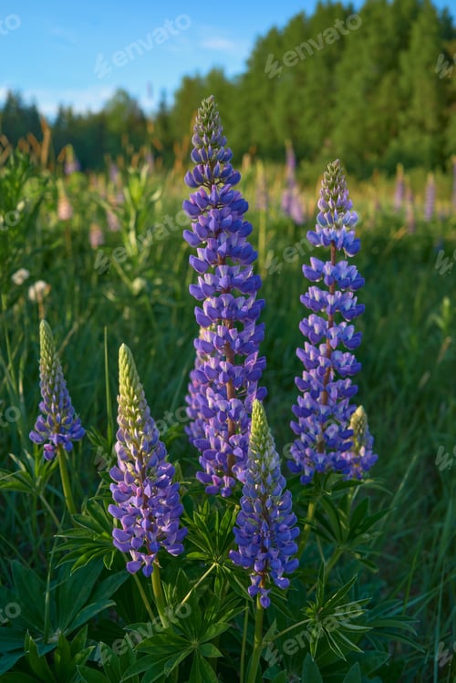 Preview: Flowers of forests and fields of Northern Europe: lupins, lupinus.