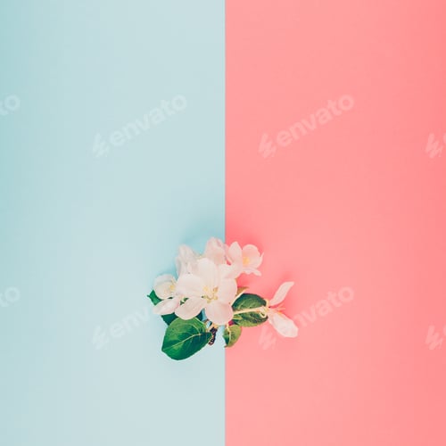 Preview: White spring apple tree blooming brunch