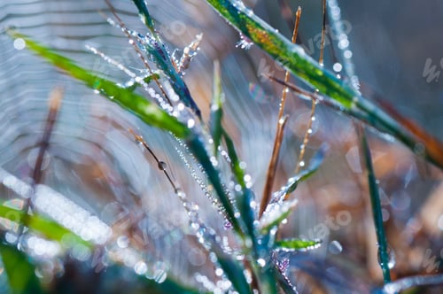 Preview: Fresh green grass with dew drops closeup. Nature Background