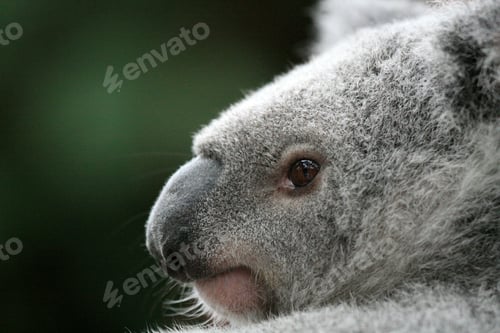 Preview: Koala, Australia