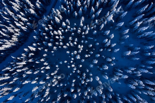 Preview: Aerial drone view of snow covered pine forest above in the winter