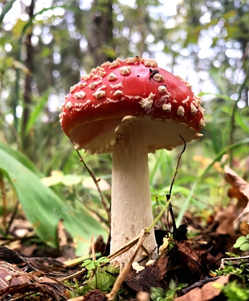 Preview: Amanita mushroom close up
