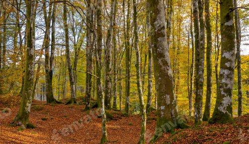 Preview: Autumn Scene From a Beech Forest