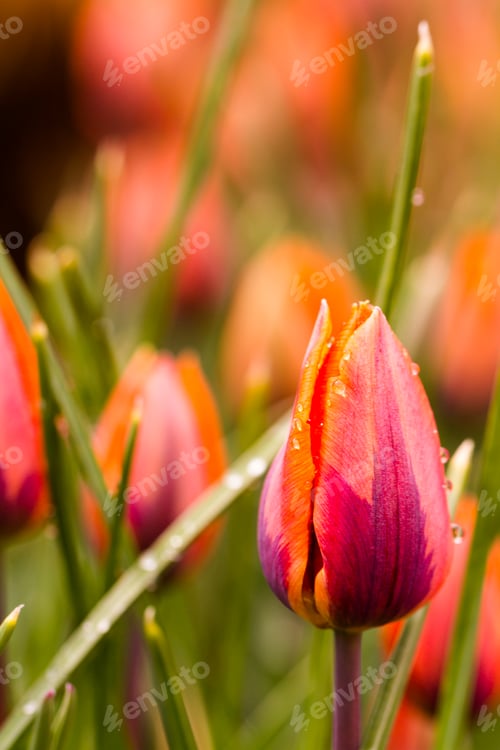 Preview: Spring flowers