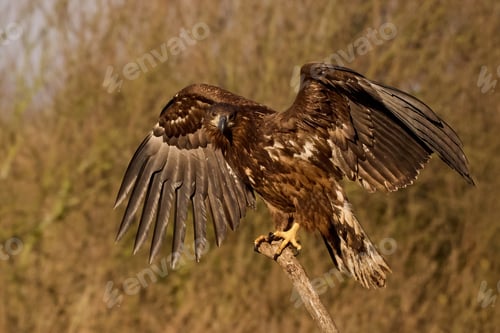 Preview: White-tailed eagle (haliaeetus albicilla)