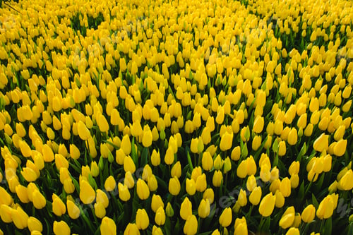 Preview: Plantation with flowers, tulips, top view. Spring time