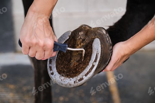 Preview: Detail of horse owner hands cleaning horse hoof with a hoof picker.