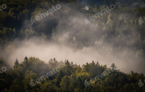 Preview: Fog cover the forest.