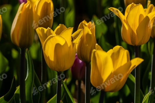 Preview: Macro of yellow tulips on a background of green grass