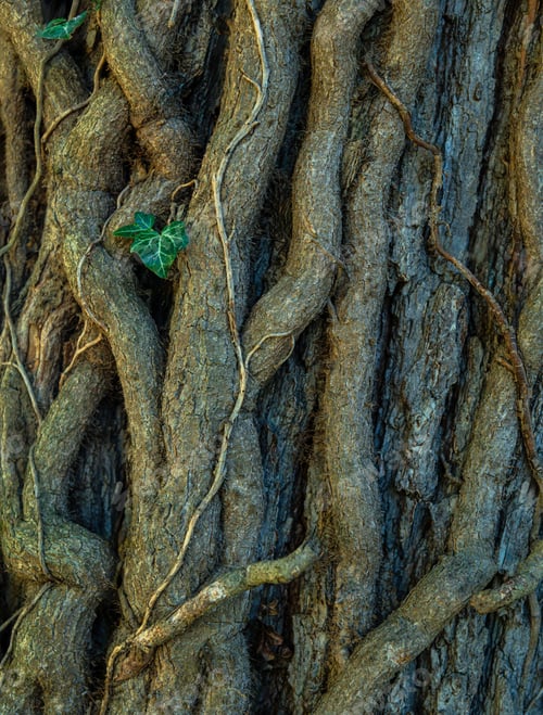 Preview: Close-up of tree bark with intertwined vines and green leaves in a natural forest setting.