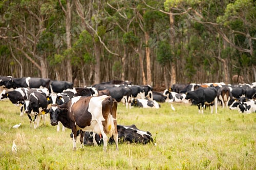 Preview: Herd of cattle seen grazing on farm