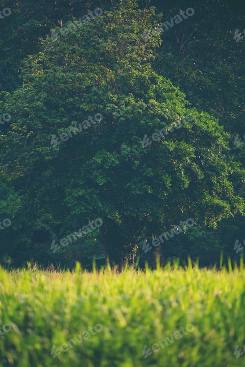 Preview: natural green background with selective focus