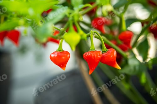 Preview: Growing own chili pepper in little garden on balcony. Red chili pepper plant with fruits, close up.