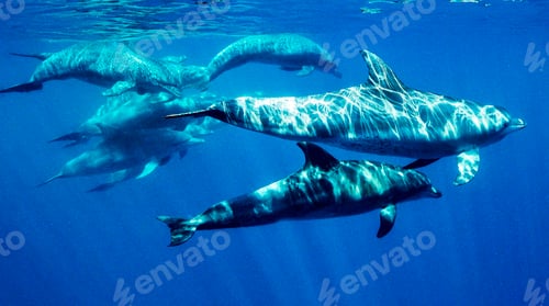 Preview: Dolphins underwater in blue ocean with light