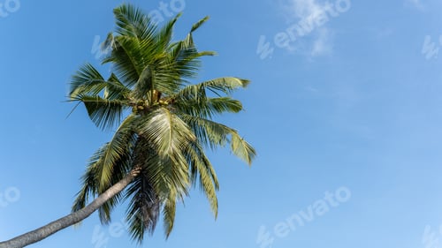 Preview: Under the Coconut Tree We Stay