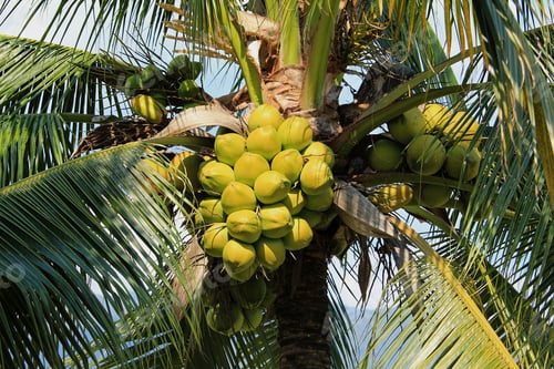 Preview: Coconut cluster on coconut tree