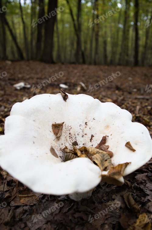 Preview: big white mushroom in autumn forest