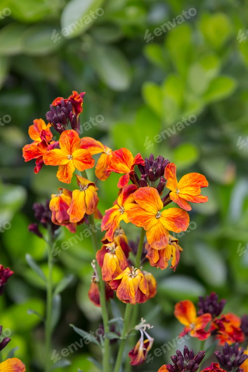 Preview: spring flowers