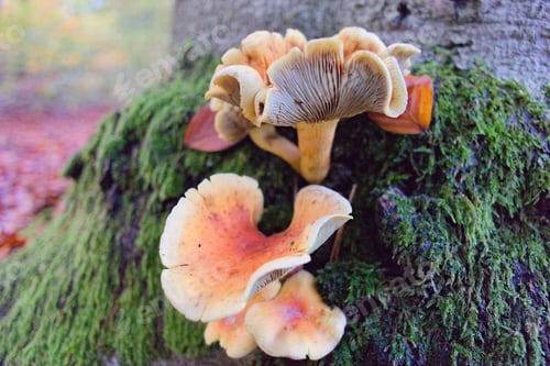 Preview: Closeup of cantharellus formosus mushrooms growing on a rock covered in mosses