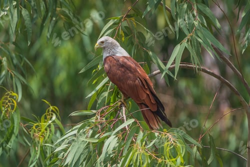 Preview: Brahminy Kite on Eucalyptus Branch