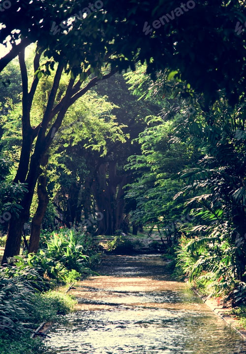 Preview: Patch through a agreen forest