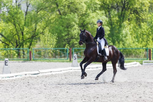 Preview: Young horse rider girl on her advanced dressage test in equestrian competition