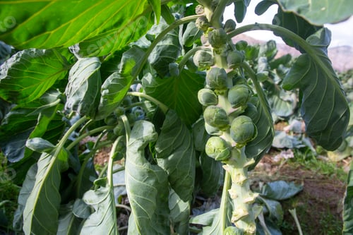 Preview: Brussels sprouts field. Agriculture concept.