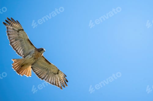 Preview: Low angle shot of a red-tailed hawk against a blue sky