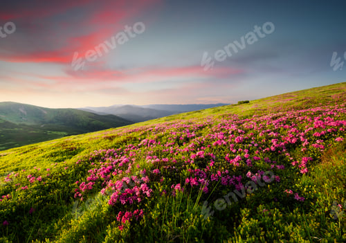 Preview: Mountain landscape in summertime during sundown. Blossoming alpine meadows.