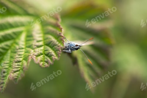Preview: Butterfly close-up on a green blurry background. The head of the butterfly in selective focus.