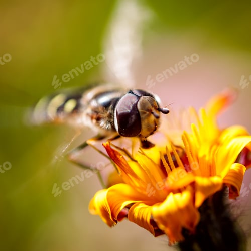 Preview: Wasp collects nectar from flower crepis alpina
