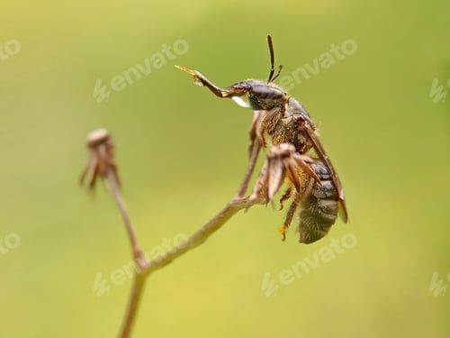 Preview: Little bee