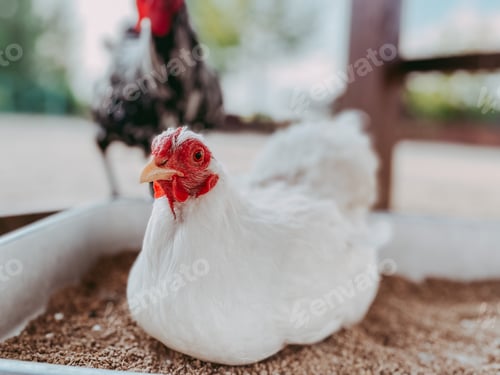Preview: Hen sitting in the feeding trough in bird house