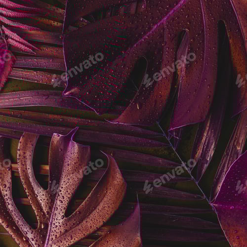 Preview: Monstera palm red leaves on black background. Inverted colors