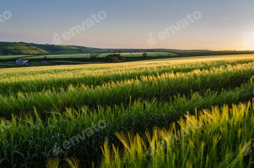 Preview: Rural landscape with view across fields of crops near Slapton, Devon.
