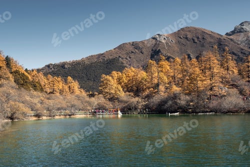 Preview: Scenery of Autumn pine forest with holy mountain and emerald lake on plateau at Yading