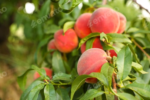Preview: Fresh ripe peaches on tree in garden