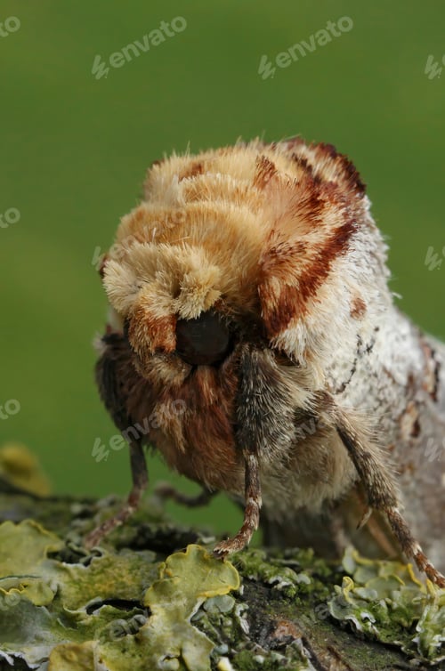 Preview: Facial closeup on the colorful Prominent moth buff-tip puss moth, Phalera bucephala sitting on wood