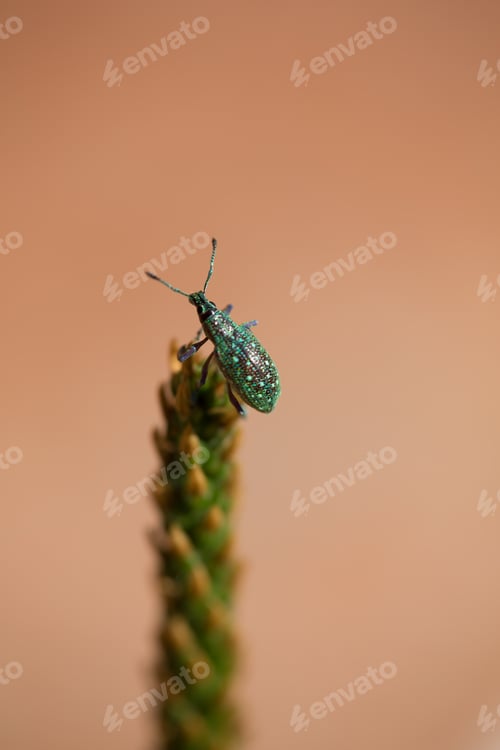Preview: Close up of insect on top of a branch