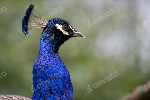 Preview: Peacock, a portrait